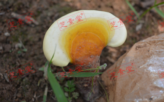 灵芝孢子粉和胡萝卜可以吃吗？