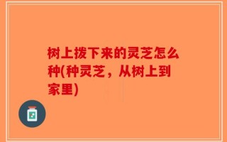 树上拨下来的灵芝怎么种(种灵芝，从树上到家里)