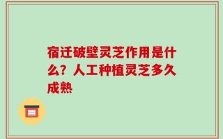 宿迁破壁灵芝作用是什么？人工种植灵芝多久成熟