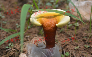 灵芝孢子粉与灵芝的关系与区别你知道吗？