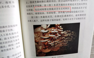 灵芝孢子粉新粉上市，一定会更好吗？