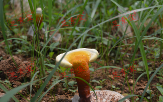 灵芝孢子粉对肾有益吗？