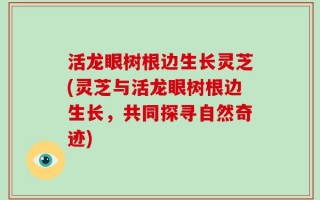 活龙眼树根边生长灵芝(灵芝与活龙眼树根边生长，共同探寻自然奇迹)