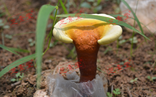 灵芝孢子粉热水冲还是温水比较好呢？