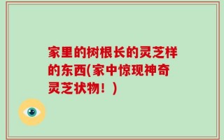 家里的树根长的灵芝样的东西(家中惊现神奇灵芝状物！)