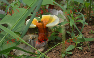 运芝牌破壁灵芝孢子粉价格多少呢？