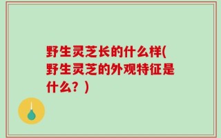 野生灵芝长的什么样(野生灵芝的外观特征是什么？)