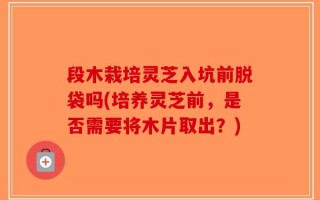 段木栽培灵芝入坑前脱袋吗(培养灵芝前，是否需要将木片取出？)