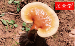 化疗化疗期间吃什么对病人有好处？
