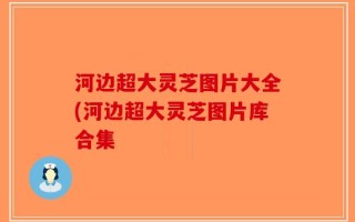 河边超大灵芝图片大全(河边超大灵芝图片库合集