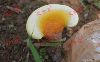 灵芝孢子粉的剂量多少比较好？