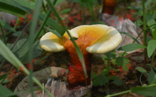 灵芝孢子粉价钱贵吗？
