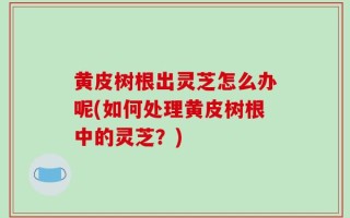 黄皮树根出灵芝怎么办呢(如何处理黄皮树根中的灵芝？)