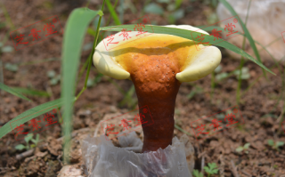 灵芝孢子粉的食用量和食用方法是怎么样的？