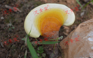 癌症患者能吃灵芝孢子粉吗？效果怎么样呢？