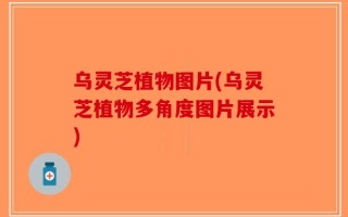 乌灵芝植物图片(乌灵芝植物多角度图片展示)