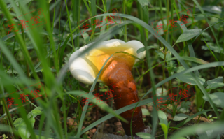灵芝孢子粉怎样好不好呢？