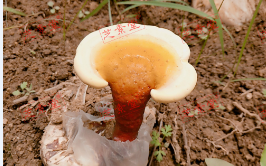 长白山灵芝孢子粉怎么食用？效果好吗？