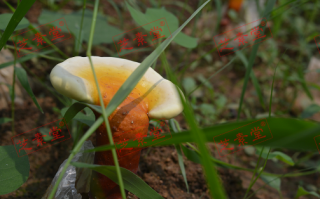 灵芝孢子粉可以直接干吃吗？