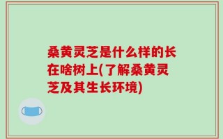 桑黄灵芝是什么样的长在啥树上(了解桑黄灵芝及其生长环境)