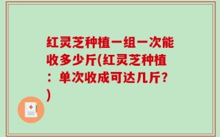 红灵芝种植一组一次能收多少斤(红灵芝种植：单次收成可达几斤？)