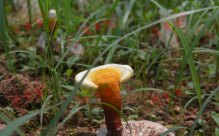 吃了灵芝孢子粉可以吃鱼吗？
