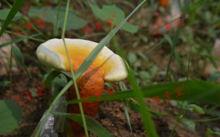 丹华牌灵芝孢子粉好吗？