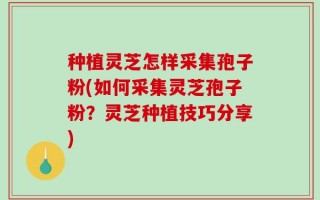 种植灵芝怎样采集孢子粉(如何采集灵芝孢子粉？灵芝种植技巧分享)