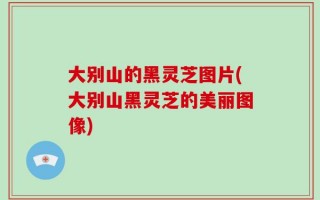 大别山的黑灵芝图片(大别山黑灵芝的美丽图像)