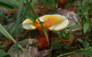 破壁灵芝孢子粉有抗癌功效吗？