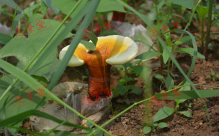 破壁灵芝孢子粉的好处在哪呢？