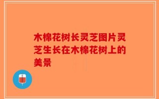 木棉花树长灵芝图片灵芝生长在木棉花树上的美景