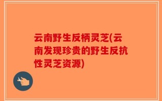 云南野生反柄灵芝(云南发现珍贵的野生反抗性灵芝资源)