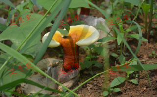 破壁灵芝孢子粉吃多久见效呢？