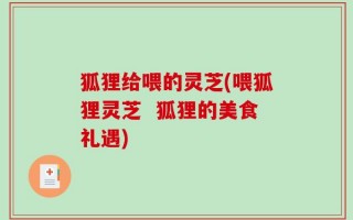 狐狸给喂的灵芝(喂狐狸灵芝  狐狸的美食礼遇)
