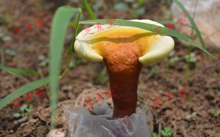 吃灵芝孢子粉大便黑吗？正常吗？