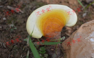 灵芝孢子粉主要成分有什么？