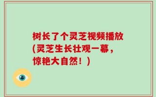 树长了个灵芝视频播放(灵芝生长壮观一幕，惊艳大自然！)