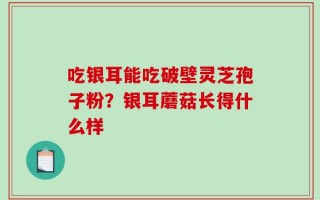 吃银耳能吃破壁灵芝孢子粉？银耳蘑菇长得什么样