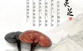 灵芝孢子粉养生的原则，灵芝孢子粉有哪些好处？