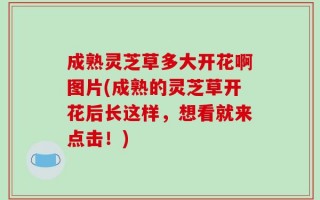 成熟灵芝草多大开花啊图片(成熟的灵芝草开花后长这样，想看就来点击！)