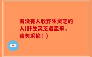 有没有人收野生灵芝的人(野生灵芝遭滥采，请勿采摘！)