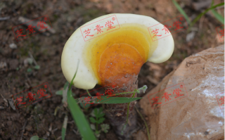 提高抵抗力的食物有什么？