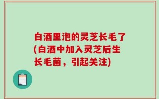白酒里泡的灵芝长毛了(白酒中加入灵芝后生长毛菌，引起关注)