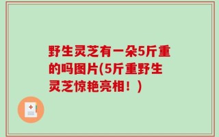 野生灵芝有一朵5斤重的吗图片(5斤重野生灵芝惊艳亮相！)