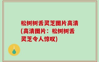 松树树舌灵芝图片高清(高清图片：松树树舌灵芝令人惊叹)