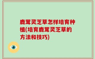 鹿茸灵芝草怎样培育种植(培育鹿茸灵芝草的方法和技巧)