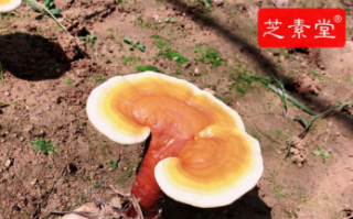 灵芝孢子粉一天吃二克合适吗到底？