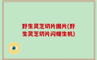 野生灵芝切片图片(野生灵芝切片闪耀生机)