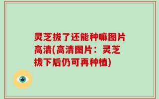 灵芝拔了还能种嘛图片高清(高清图片：灵芝拔下后仍可再种植)